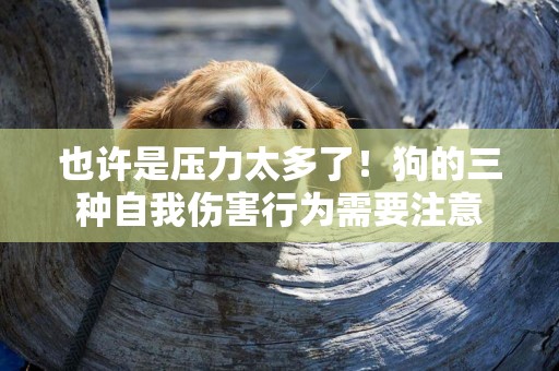 也許是壓力太多了！狗的三種自我傷害行為需要注意