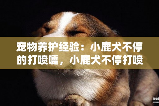 寵物養護經驗：小鹿犬不停的打噴嚏，小鹿犬不停打噴嚏還有鼻水