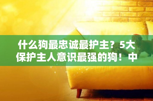 什么狗最忠誠最護主？5大保護主人意識最強的狗！中華田園犬上榜