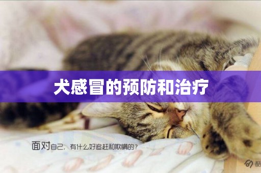 犬感冒的預防和治療