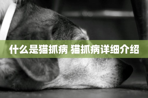 什么是貓抓病 貓抓病詳細介紹