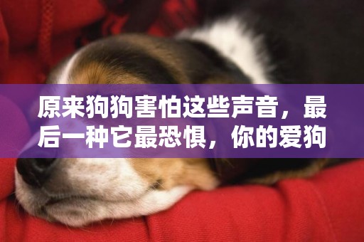 原來狗狗害怕這些聲音，最后一種它最恐懼，你的愛狗怕不怕？