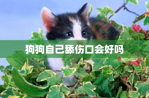 狗狗自己舔傷口會好嗎