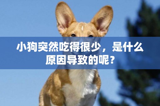 小狗突然吃得很少，是什么原因導致的呢？