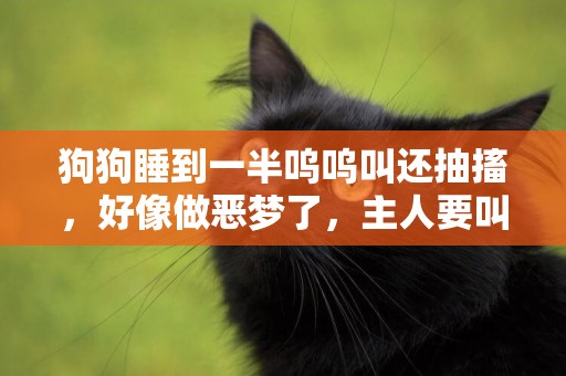 狗狗睡到一半嗚嗚叫還抽搐，好像做惡夢了，主人要叫醒它嗎？
