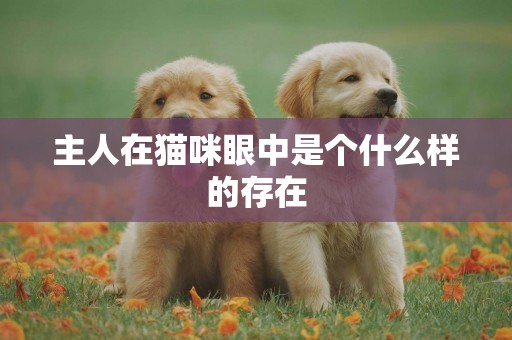 主人在貓咪眼中是個什么樣的存在