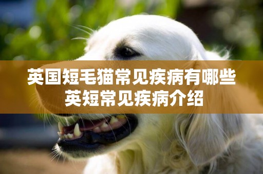英國短毛貓常見疾病有哪些 英短常見疾病介紹