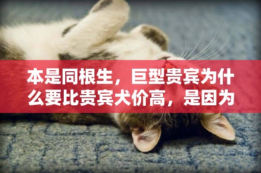 本是同根生，巨型貴賓為什么要比貴賓犬價高，是因為體型的原因嗎