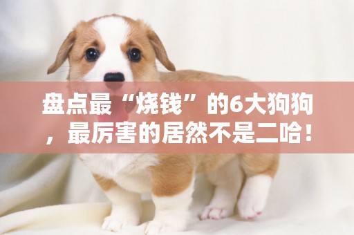 盤點最“燒錢”的6大狗狗，最厲害的居然不是二哈！