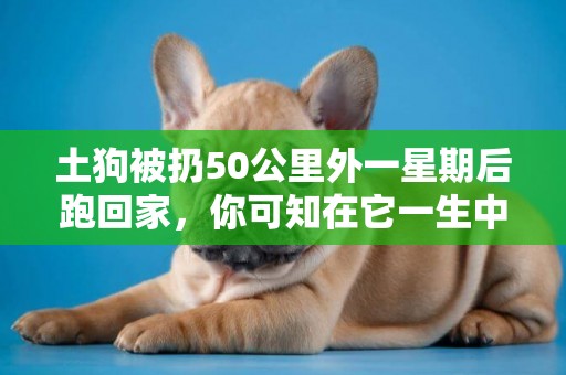 土狗被扔50公里外一星期后跑回家，你可知在它一生中主人就是全部