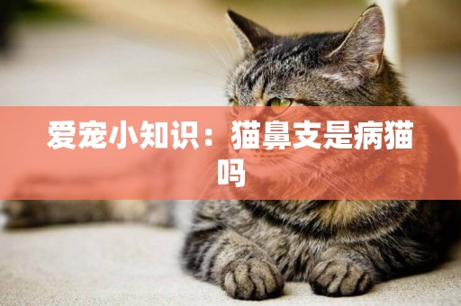 愛寵小知識：貓鼻支是病貓嗎