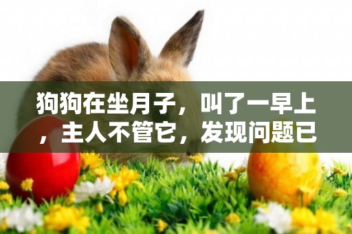 狗狗在坐月子，叫了一早上，主人不管它，發現問題已經不及了