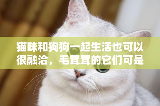 貓咪和狗狗一起生活也可以很融洽，毛茸茸的它們可是最治愈人心的
