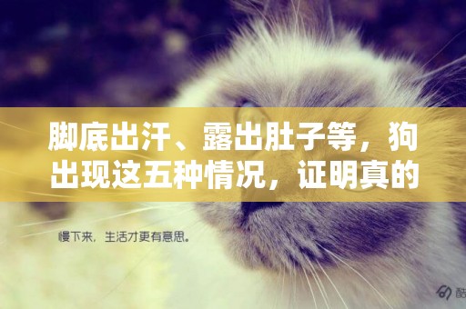 腳底出汗、露出肚子等，狗出現這五種情況，證明真的很熱了！