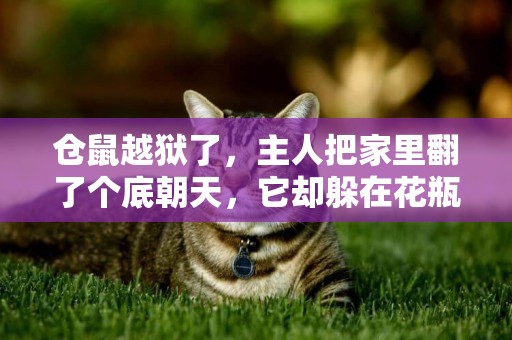 倉鼠越獄了，主人把家里翻了個底朝天，它卻躲在花瓶里