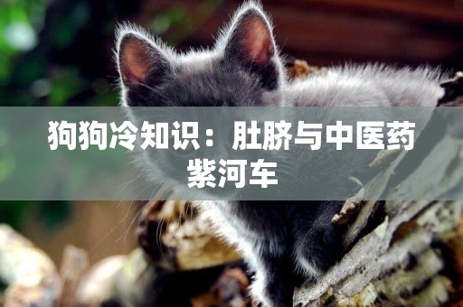 狗狗冷知識：肚臍與中醫藥紫河車