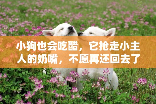 小狗也會吃醋，它搶走小主人的奶嘴，不愿再還回去了……