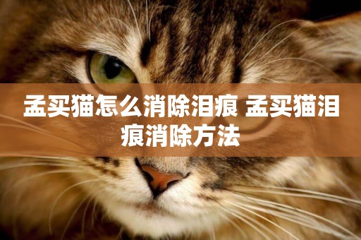 孟買貓怎么消除淚痕 孟買貓淚痕消除方法