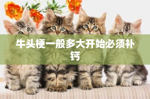 牛頭梗一般多大開始必須補鈣