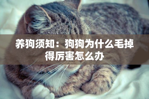 養狗須知：狗狗為什么毛掉得厲害怎么辦