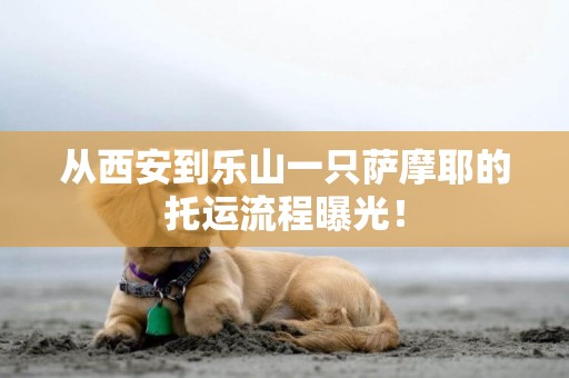 從西安到樂山一只薩摩耶的托運流程曝光！