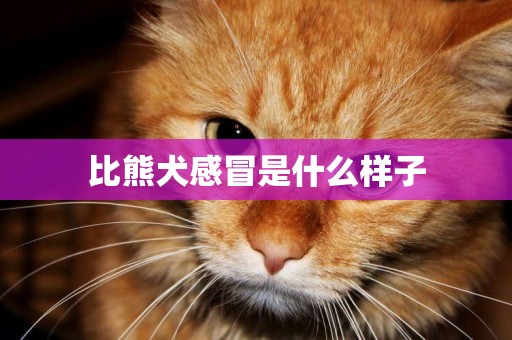 比熊犬感冒是什么樣子