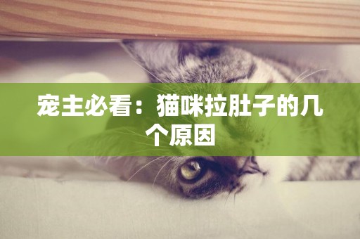 寵主必看：貓咪拉肚子的幾個原因