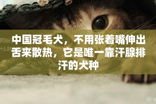 中國冠毛犬，不用張著嘴伸出舌來散熱，它是唯一靠汗腺排汗的犬種