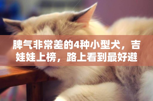 脾氣非常差的4種小型犬，吉娃娃上榜，路上看到最好避開！