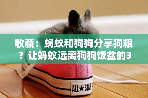 收藏：螞蟻和狗狗分享狗糧？讓螞蟻遠離狗狗飯盆的3個小技巧