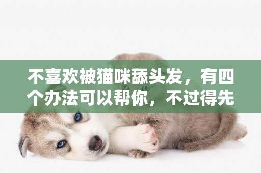 不喜歡被貓咪舔頭發，有四個辦法可以幫你，不過得先了解它的想法