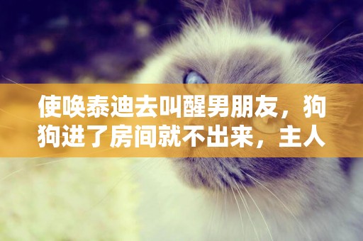 使喚泰迪去叫醒男朋友，狗狗進了房間就不出來，主人發火了