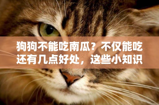 狗狗不能吃南瓜？不僅能吃還有幾點好處，這些小知識你知道嗎？
