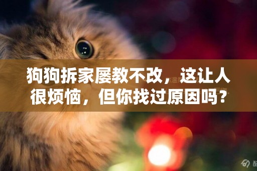 狗狗拆家屢教不改，這讓人很煩惱，但你找過原因嗎？