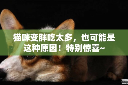 貓咪變胖吃太多，也可能是這種原因！特別驚喜~