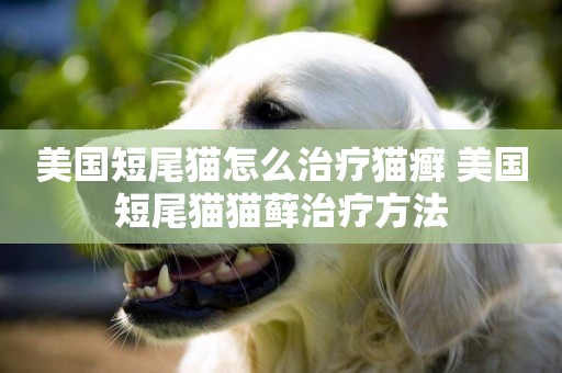 美國短尾貓怎么治療貓癬 美國短尾貓貓蘚治療方法