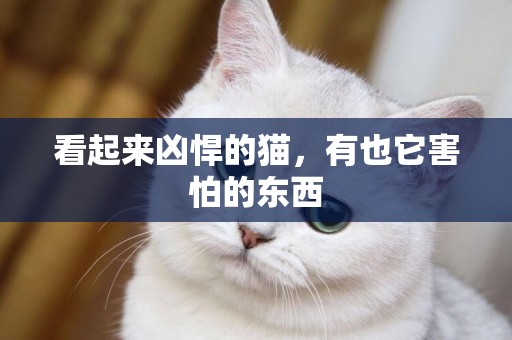 看起來兇悍的貓，有也它害怕的東西