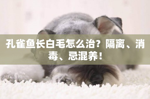 孔雀魚長白毛怎么治？隔離、消毒、忌混養！