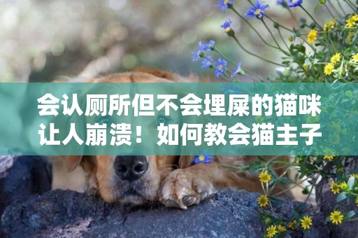 會認廁所但不會埋屎的貓咪讓人崩潰！如何教會貓主子埋屎呢？