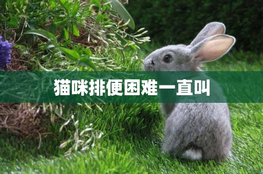 貓咪排便困難一直叫