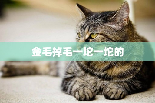 金毛掉毛一坨一坨的
