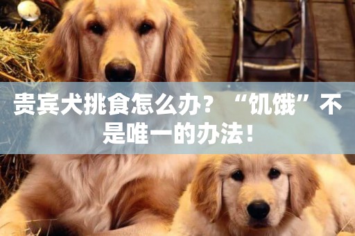 貴賓犬挑食怎么辦？“饑餓”不是唯一的辦法！