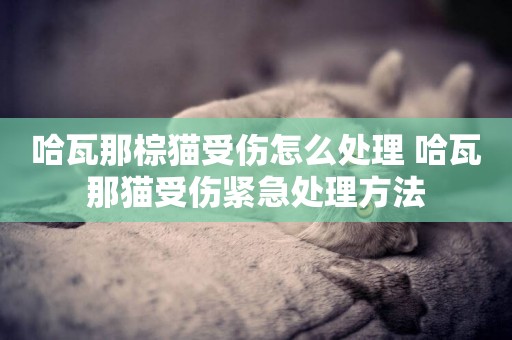 哈瓦那棕貓受傷怎么處理 哈瓦那貓受傷緊急處理方法