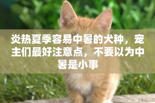 炎熱夏季容易中暑的犬種，寵主們最好注意點，不要以為中暑是小事