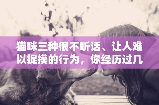 貓咪三種很不聽話、讓人難以捉摸的行為，你經歷過幾個