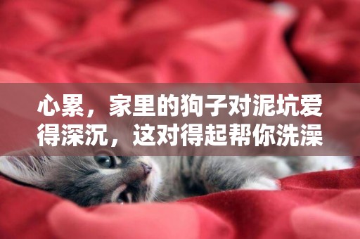 心累，家里的狗子對泥坑愛得深沉，這對得起幫你洗澡的鏟屎官嗎？