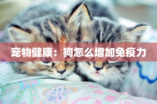 寵物健康：狗怎么增加免疫力