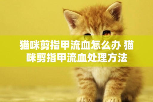 貓咪剪指甲流血怎么辦 貓咪剪指甲流血處理方法