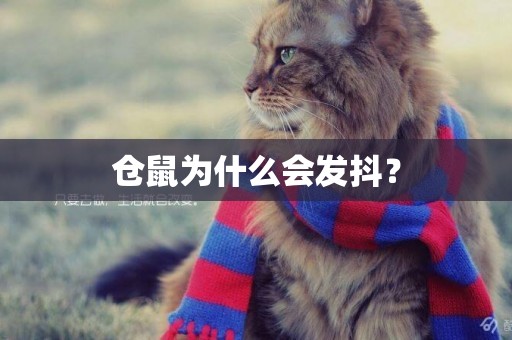 倉鼠為什么會發抖？