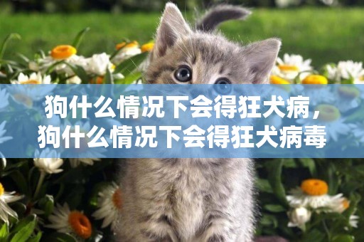 狗什么情況下會得狂犬病，狗什么情況下會得狂犬病毒的癥狀